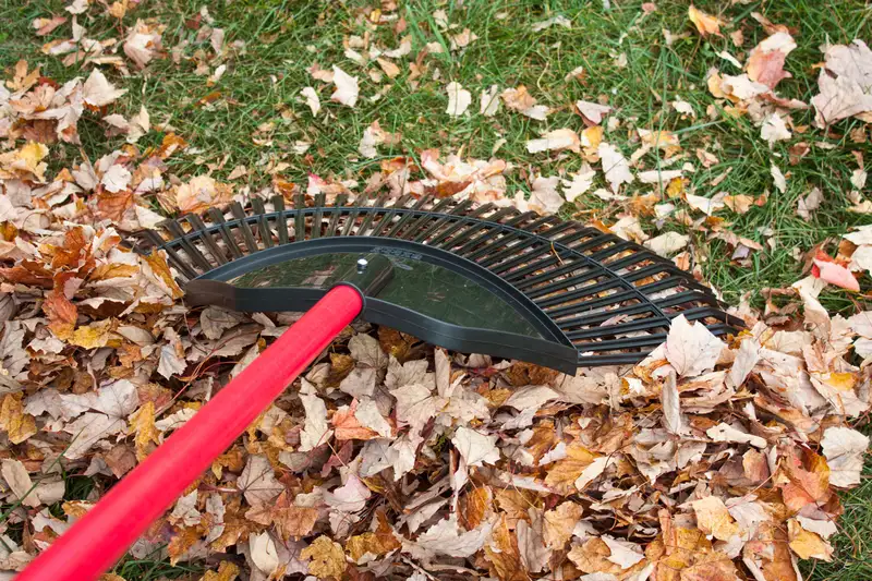 A red-handled black poly leaf rake lying on a lawn, its tines resting in a pile of fallen autumn leaves.