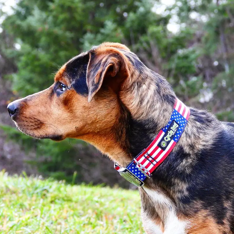 A brown-and-black brindle dog in profile outdoors, wearing a Cycle Dog collar patterned like a US flag with the brand's logo tag.