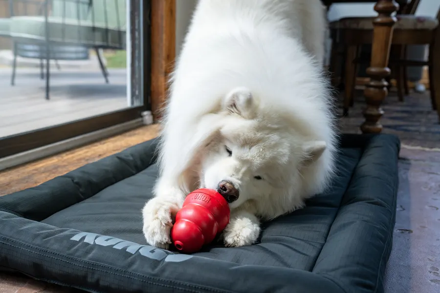 A fluffy white Samoyed lying on a dark dog bed indoors, chewing a red KONG Classic toy embossed with the KONG wordmark.