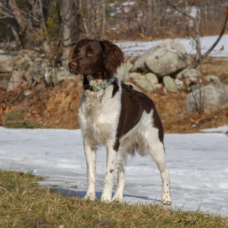 A brown-and-white spaniel-type dog wearing a blue patterned collar, standing on a snow-and-grass path in front of a stone wall in winter.
