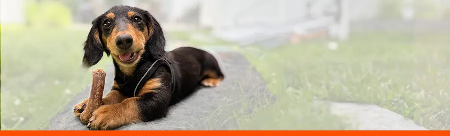 A dachshund puppy wearing a leash lies on a stone outdoors, holding a bone-shaped chew treat between its front paws, with grass in the background.