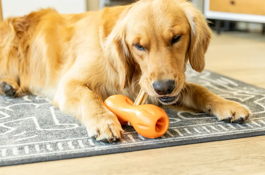 A golden retriever lies on a rug chewing an orange dental-stick dog toy, paws resting on either side.