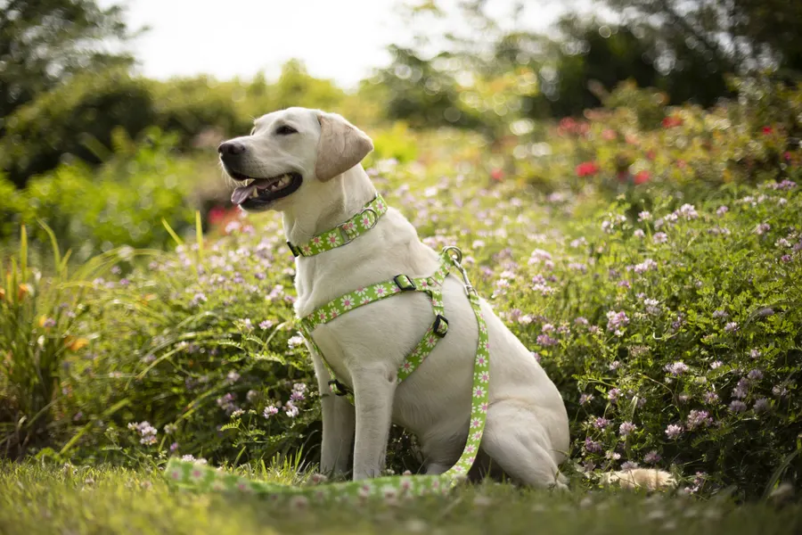 A yellow Labrador retriever sits in a garden of pink and white flowers, wearing a green floral-print collar and harness with a matching leash, panting happily.